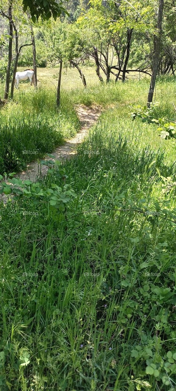 Switzerland Mountain