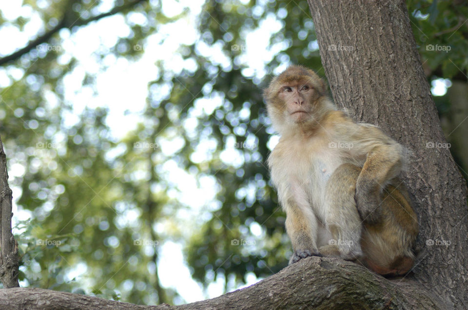tree forest land monkey by stevephot