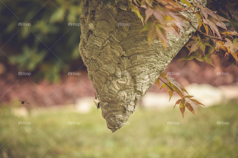 Wasp Nest hanging from tree outdoors 