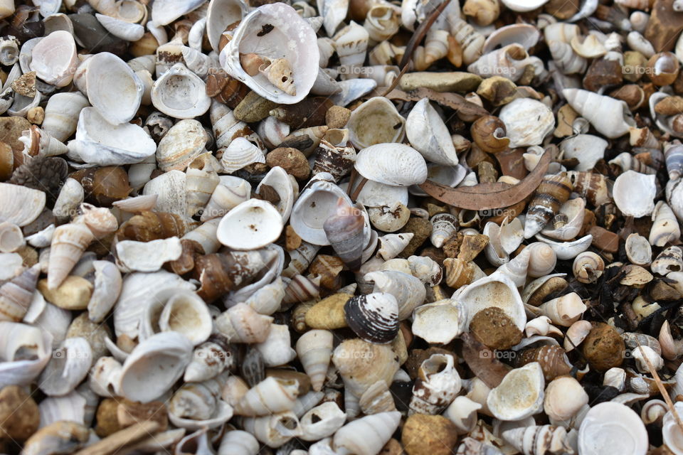 seashells