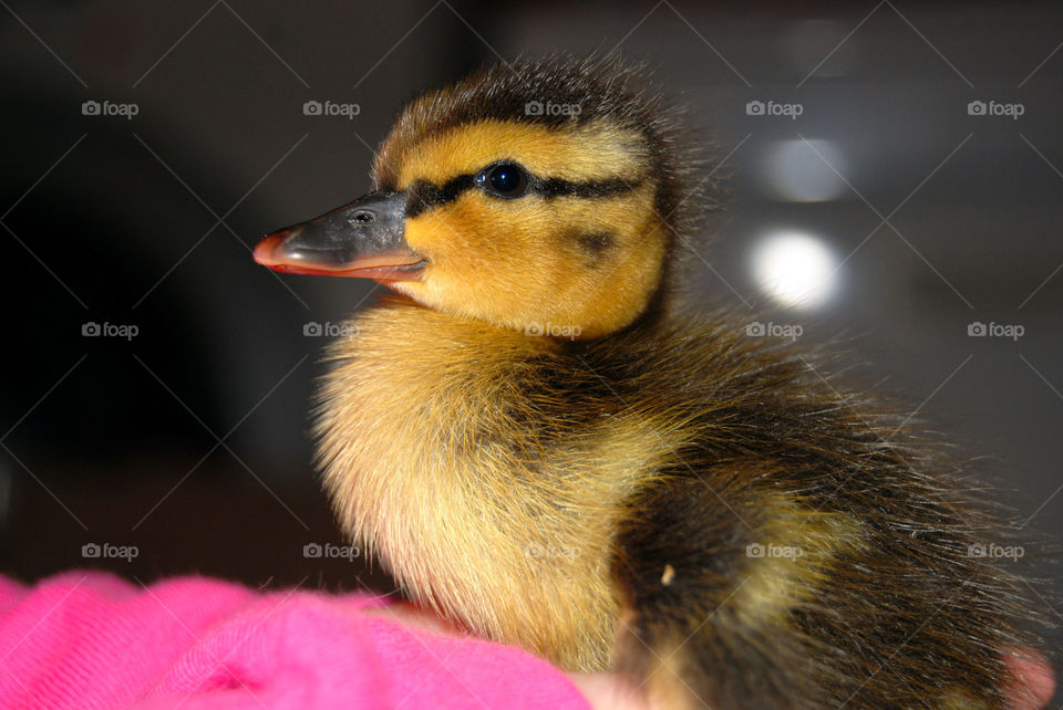Ducky, the Baby Mallarx