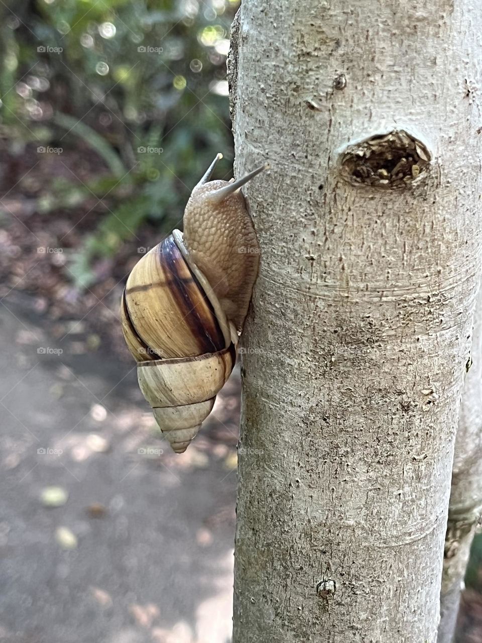 Banded Tree Snail