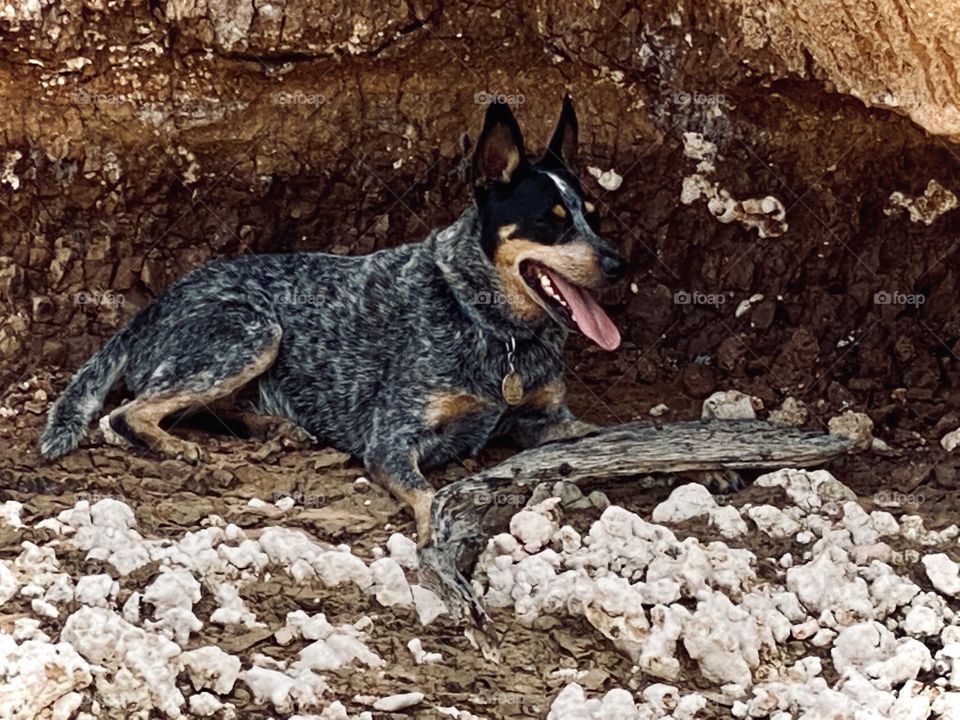 Finding a cool place to rest in the wash