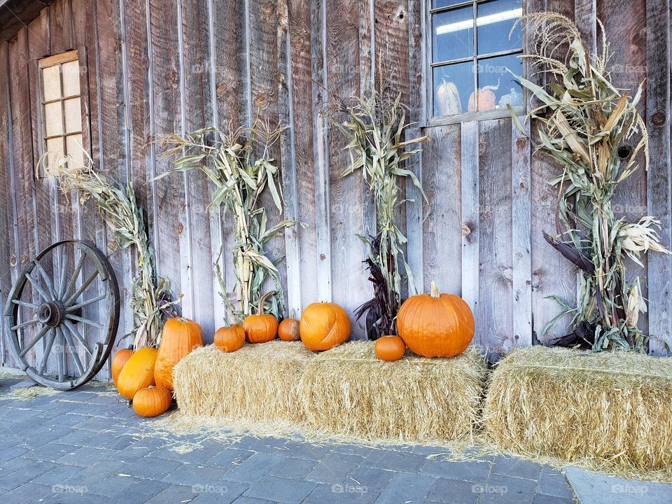 Harvest display at a farm 