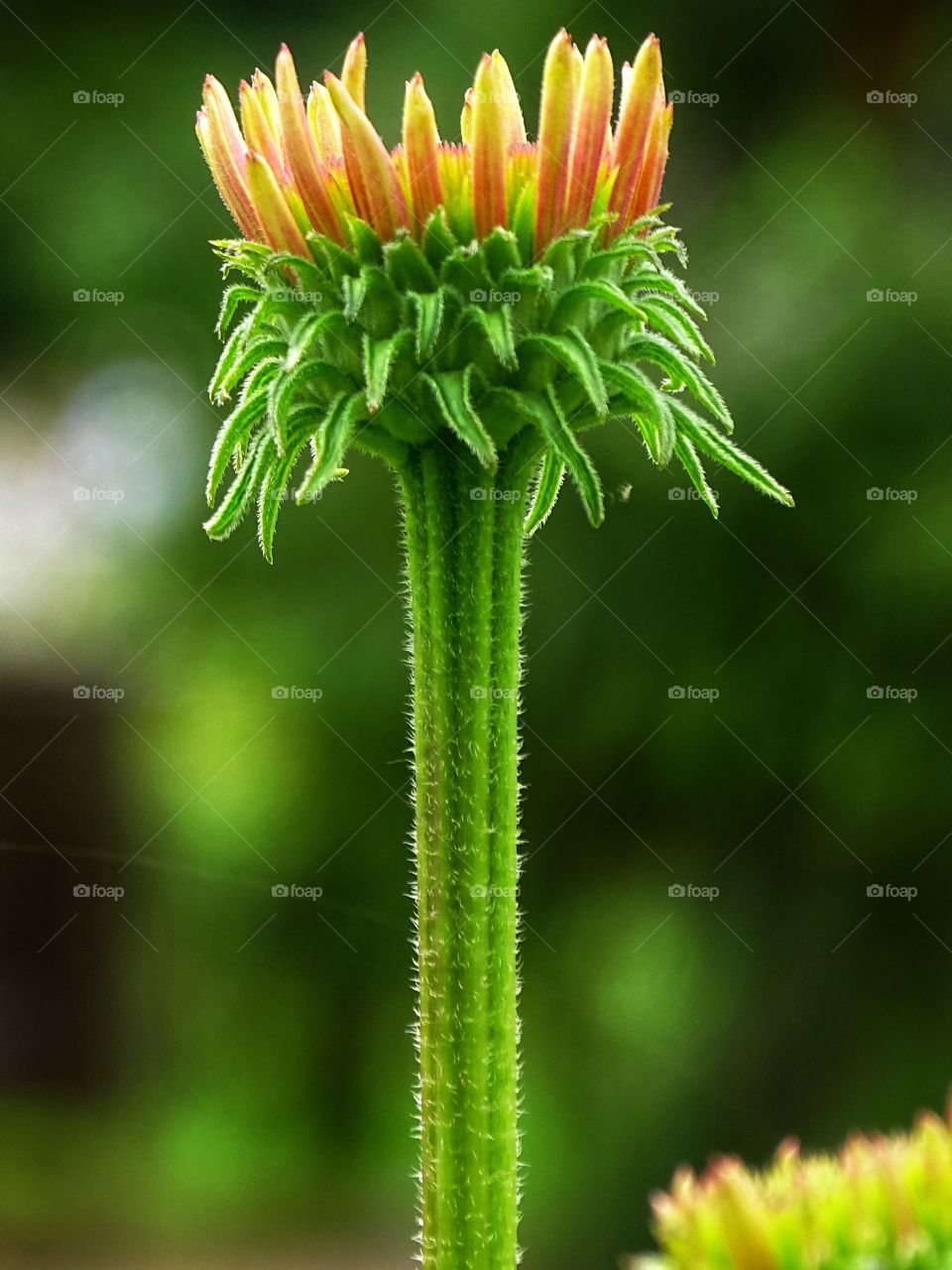 The beauty of the flowers