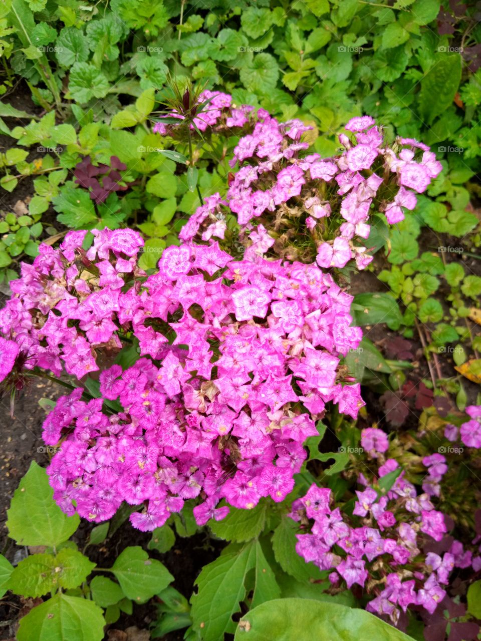 гвоздика турецкая