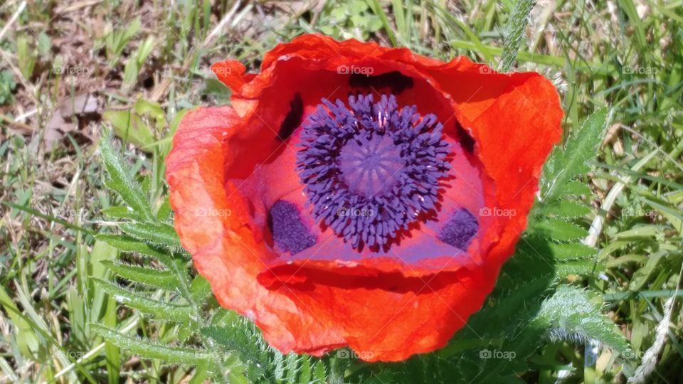 Flower, Nature, Flora, Poppy, Summer