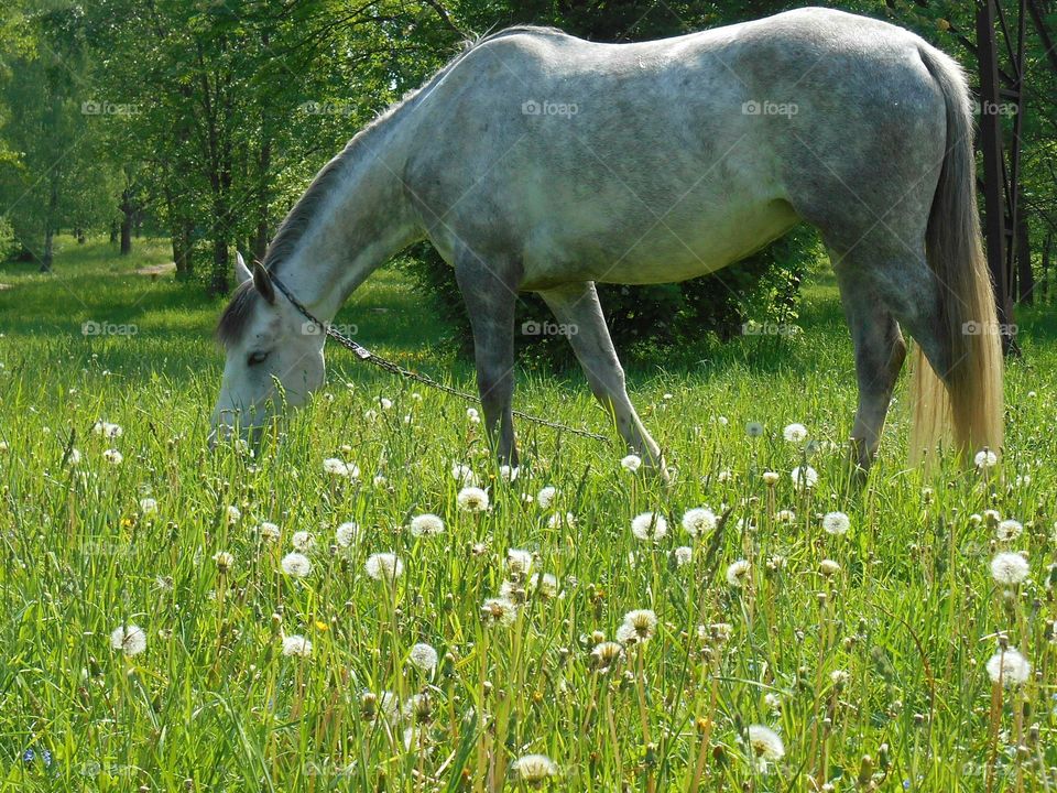 Horse grazing on the field