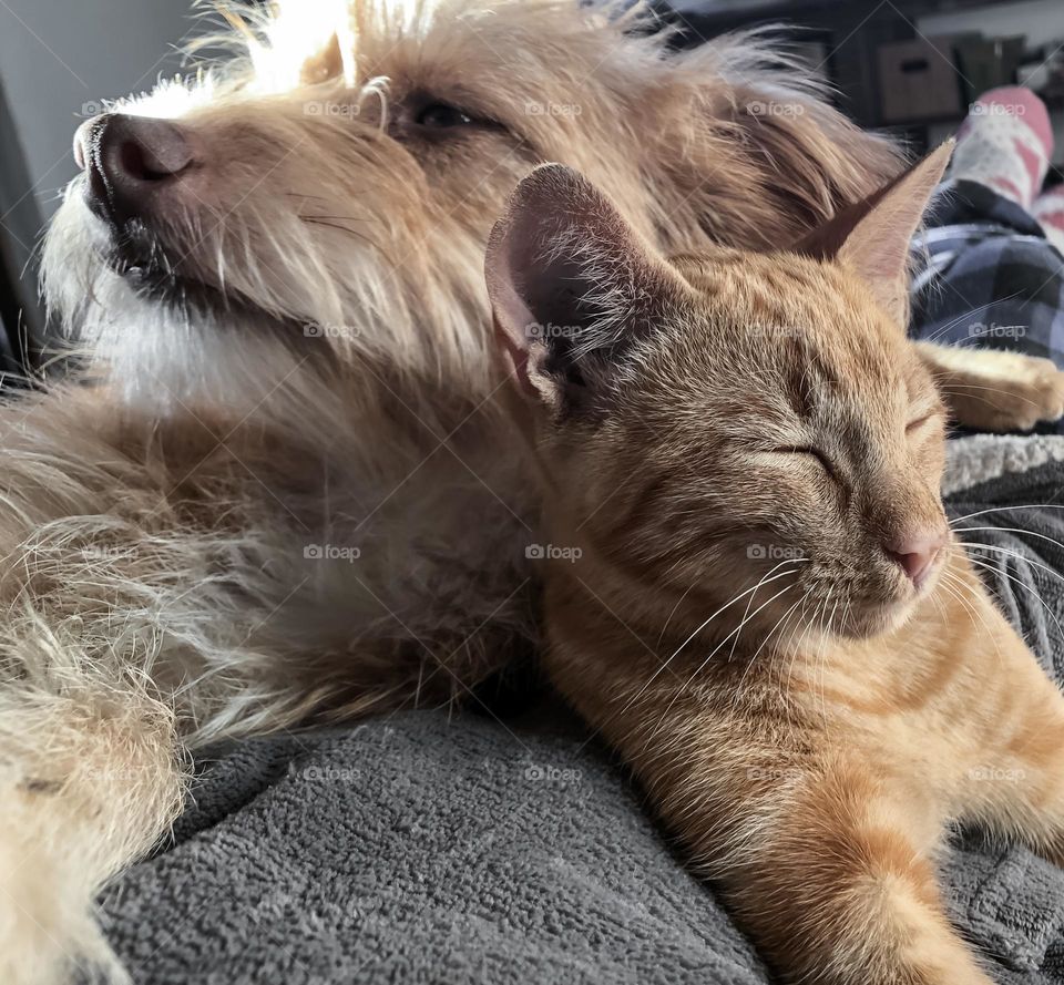 “Effy & Fifi” - Ginger cat & dog sitting together on their person’s lap