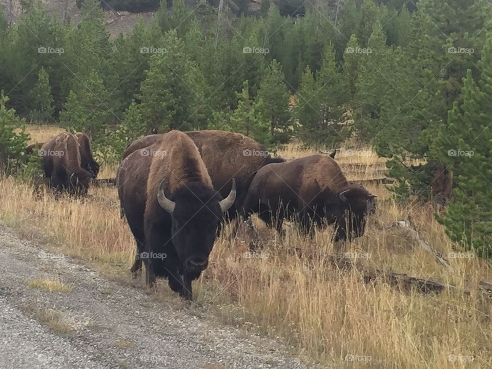 A herd of bison encountered from the road in Yellowstone National Park. 