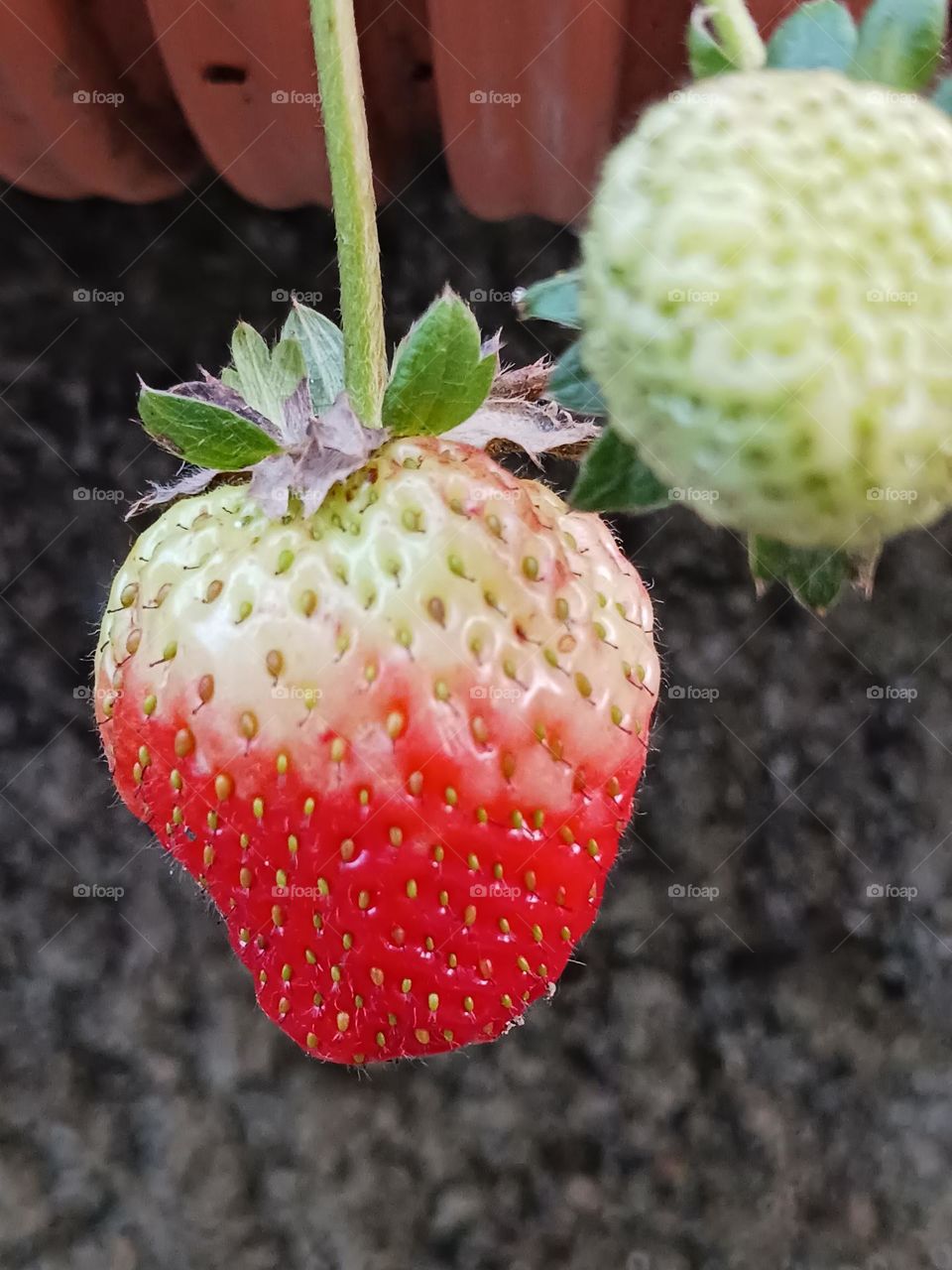 When colors meet in perfect contrast.
Quando as cores se encontram no contraste perfeito.