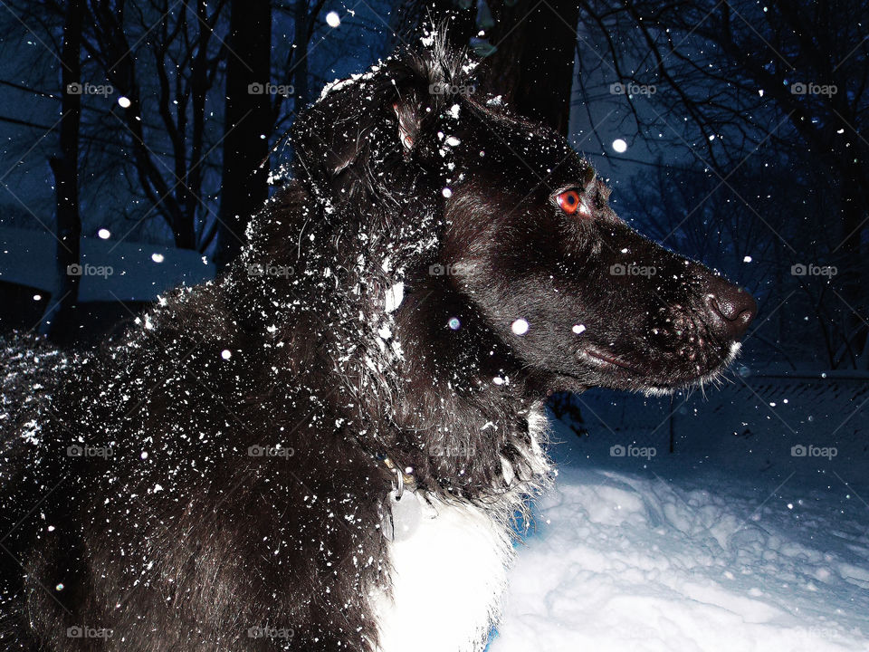 Snow Dog (profile)
