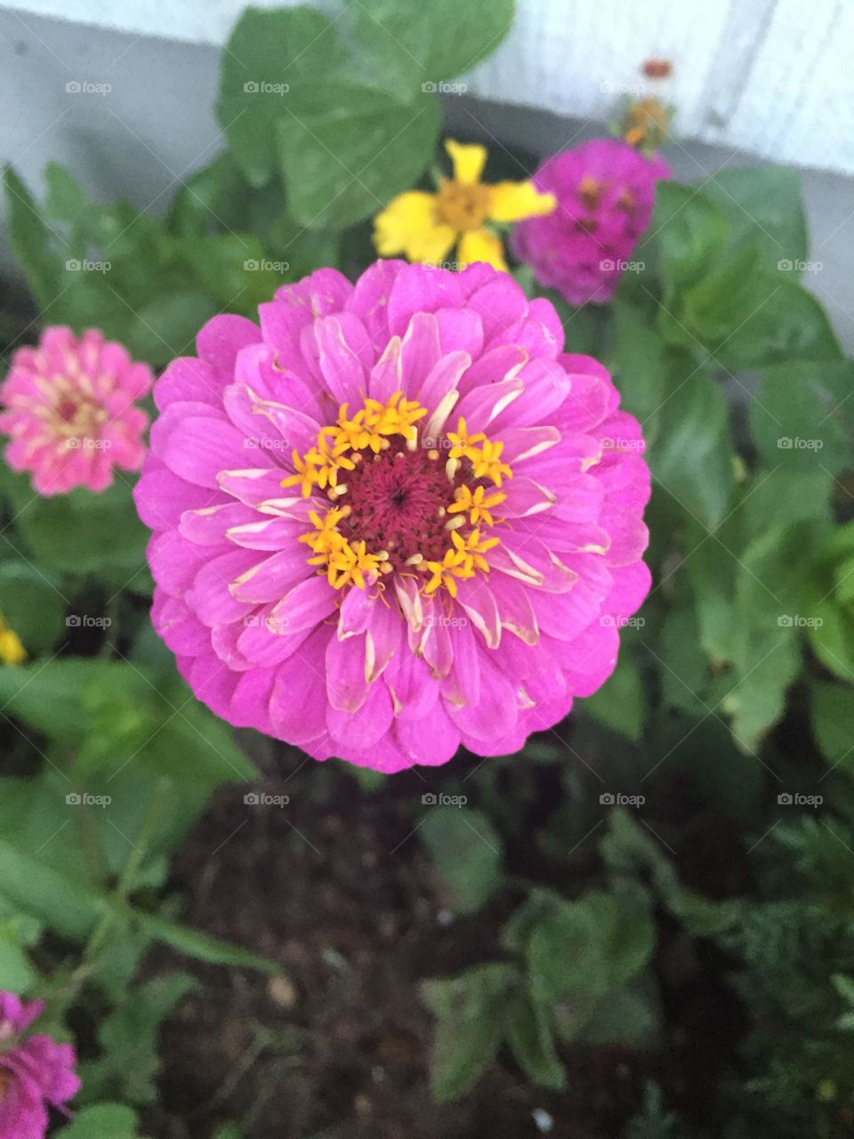 Neon pink/purple zinnia flower blooming in the springtime. Very vibrant color. 