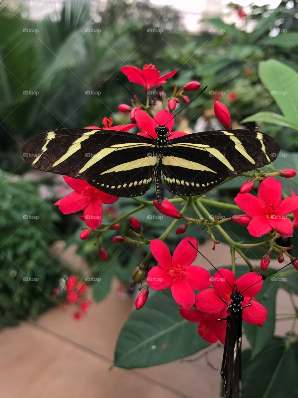 Striped butterfly