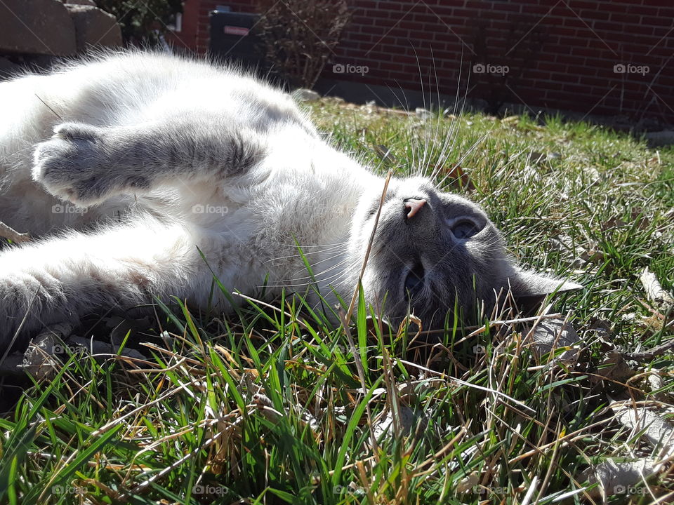 Siamese Tabby Cat Rolling in Grass