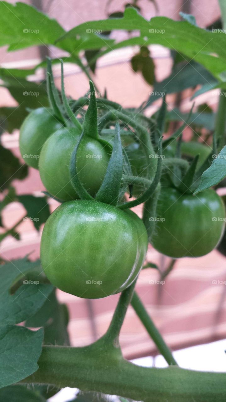 organic tomatos