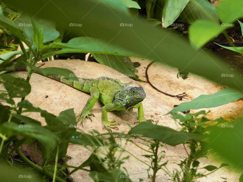 Green lizard