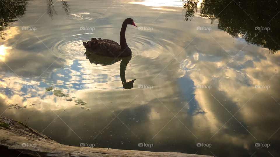 swan in a pond of clouds