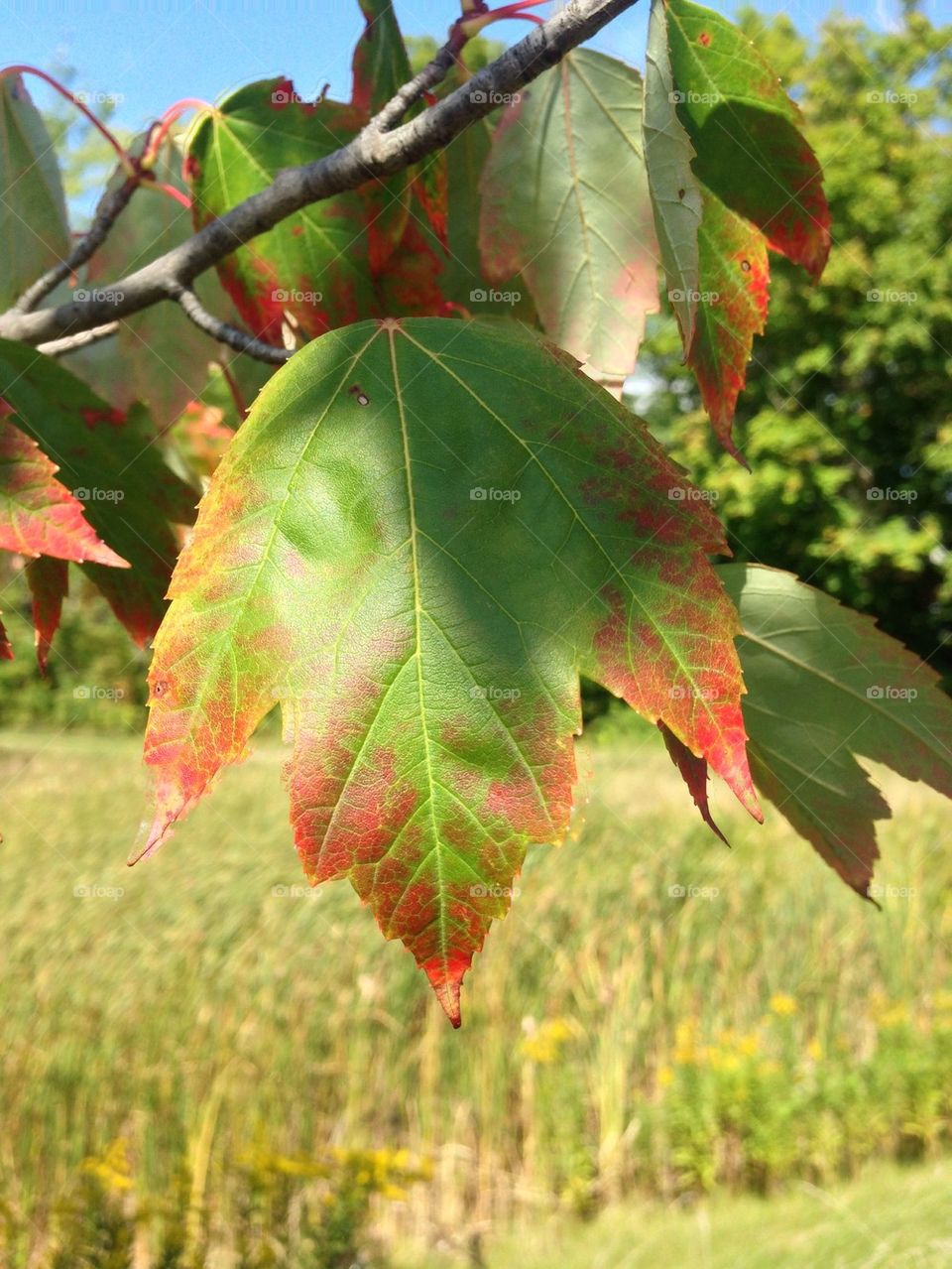 Changing leaf