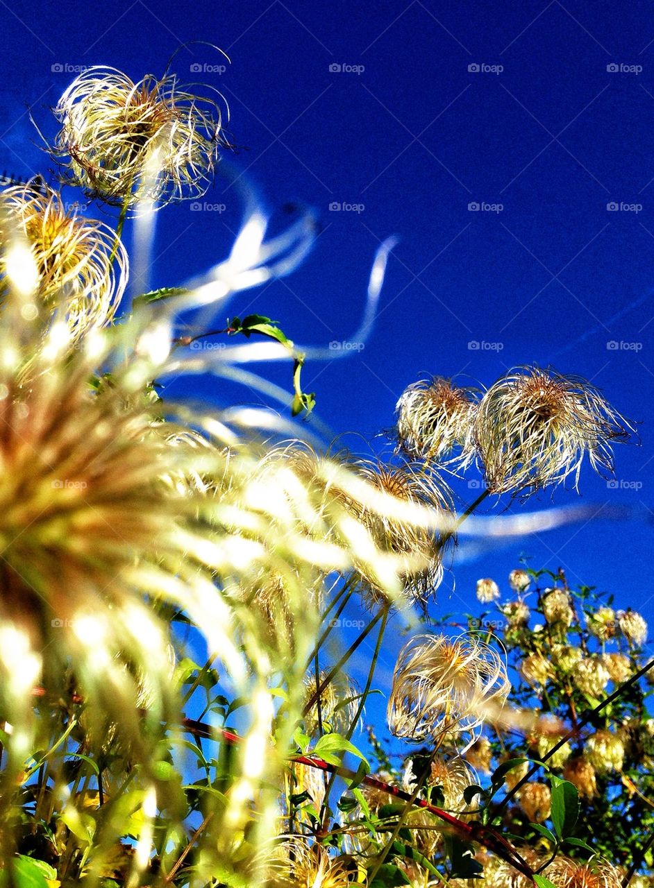 sky flowers blue beautiful by hannahdagogo