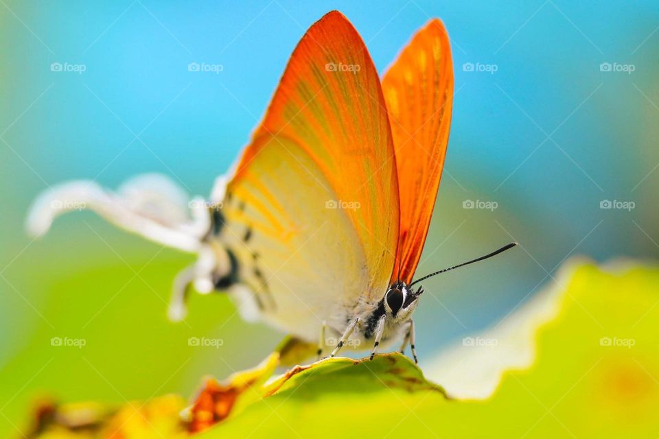 Macro shot of a butterfly in a leaves.
