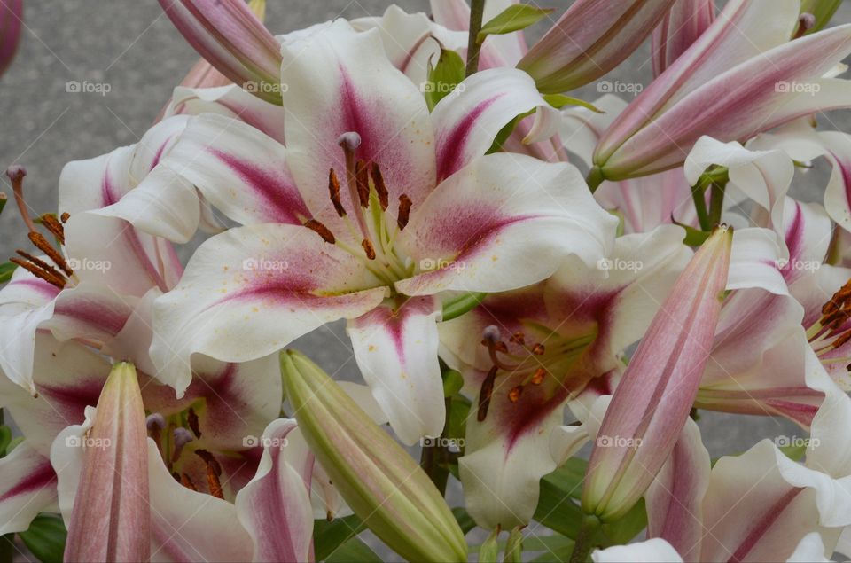 A portrait of a white and purple lily.