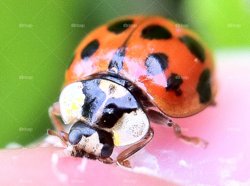 Ladybird close up