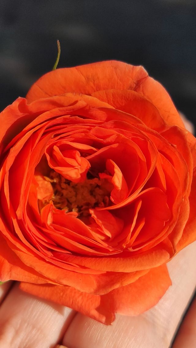 orange rose