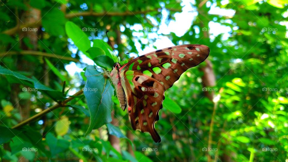 a green and black tropical butterfly that mostly belongs to the swallowtail family. The butterfly is also called the green spot triangle