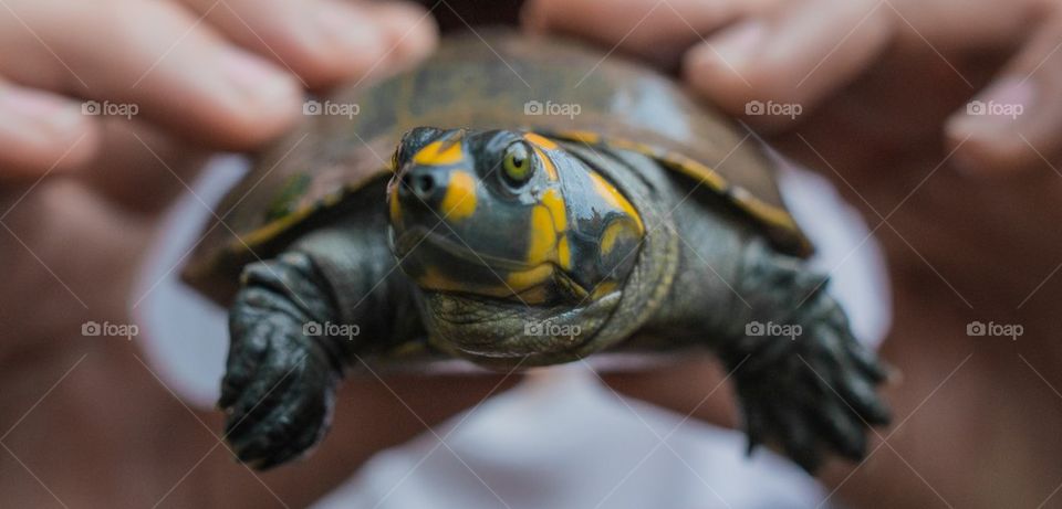 Person holding turtle