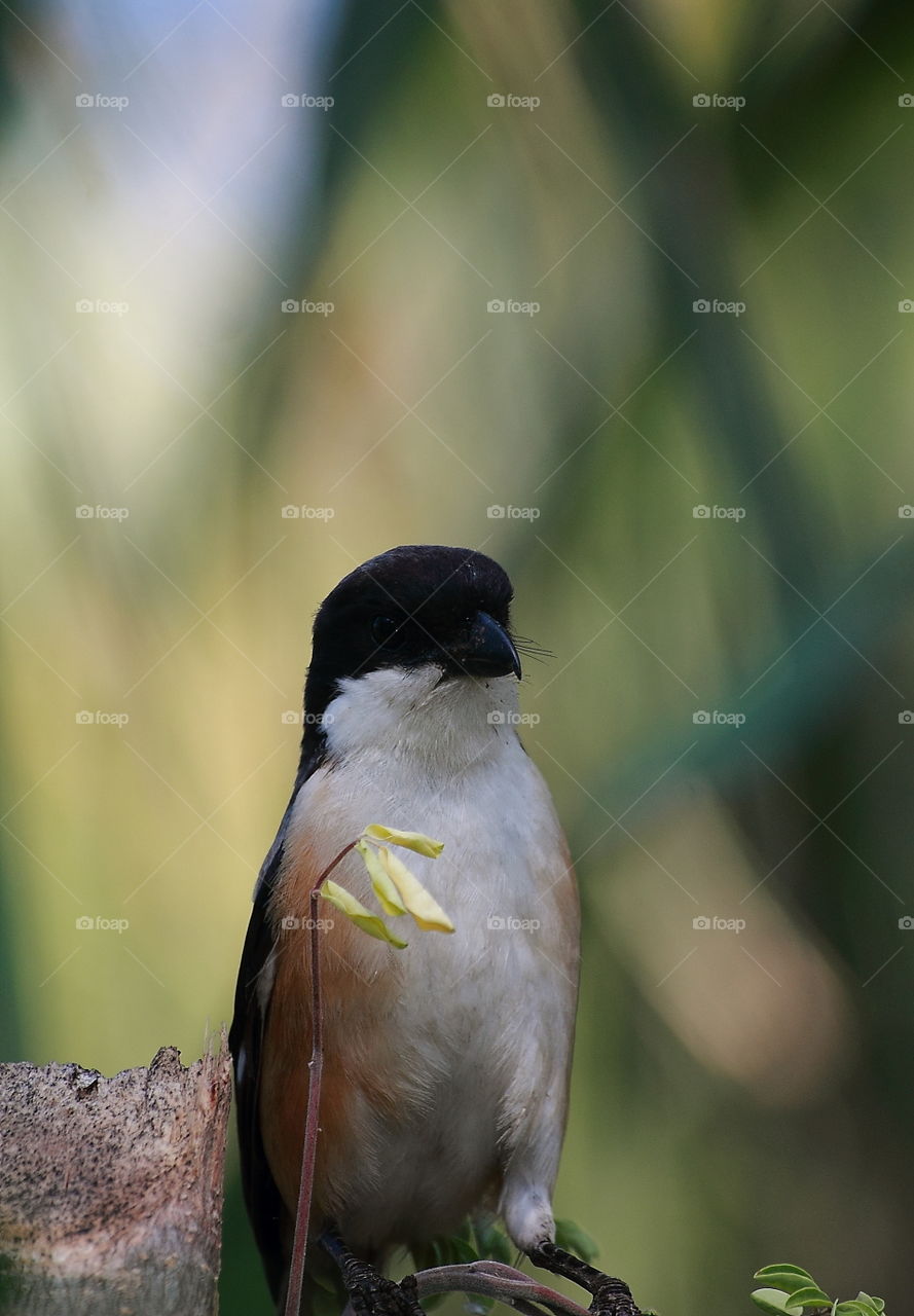 There s populare bird species as an urban bird category. Long - tailed shrike may get as common English name as Its general pattern characteristic. The bird may get as a visitor one as a soliter to the land of vegetable and fruited.