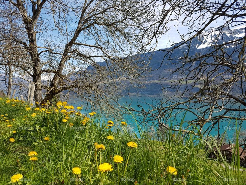 Spring in Switzerland 