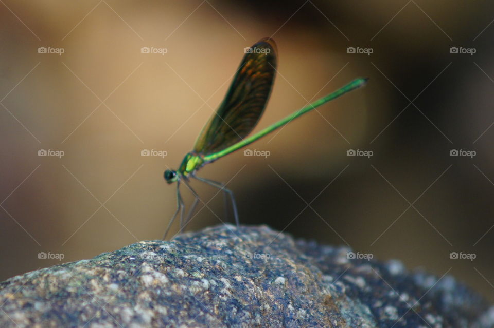 Dragon fly on the rock 