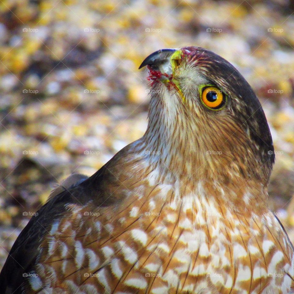 A hawk relies on its eyes