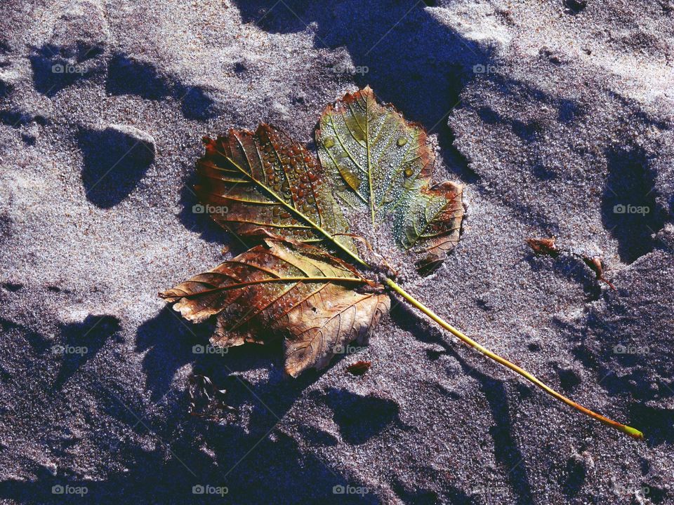 High angle view of autumn leaf on beach.