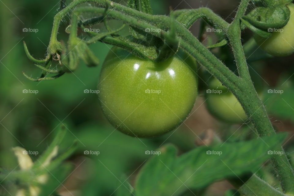 Tomatoes on the Vine