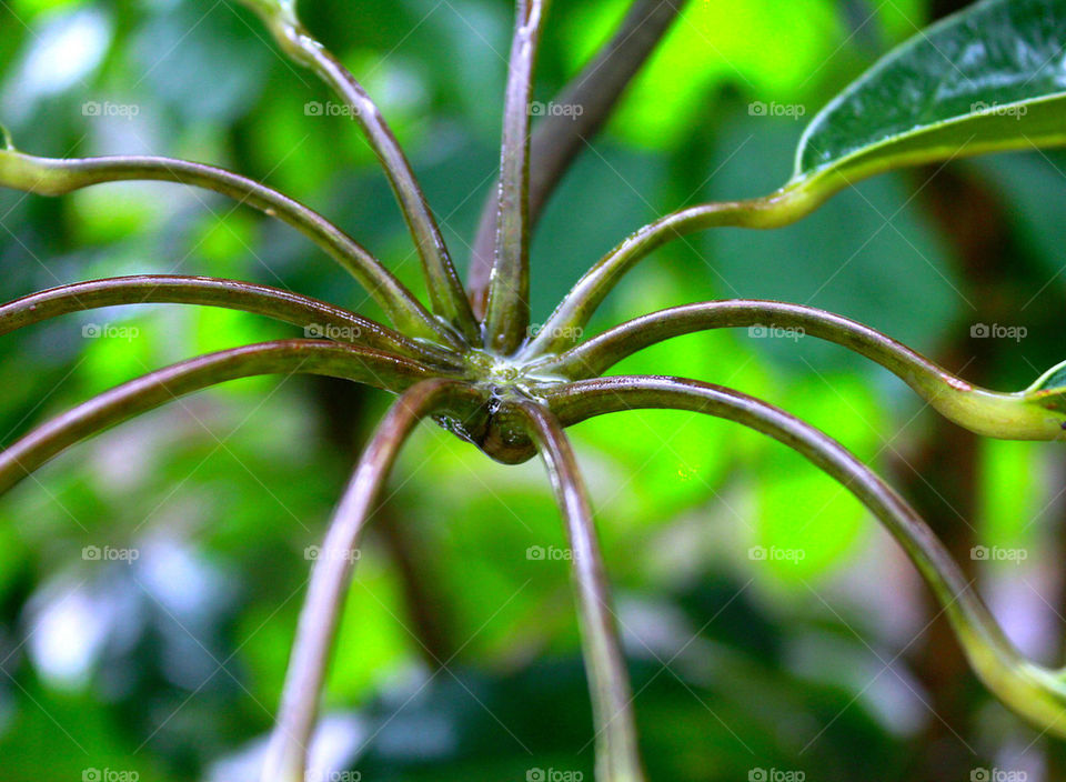 Branches after the rain