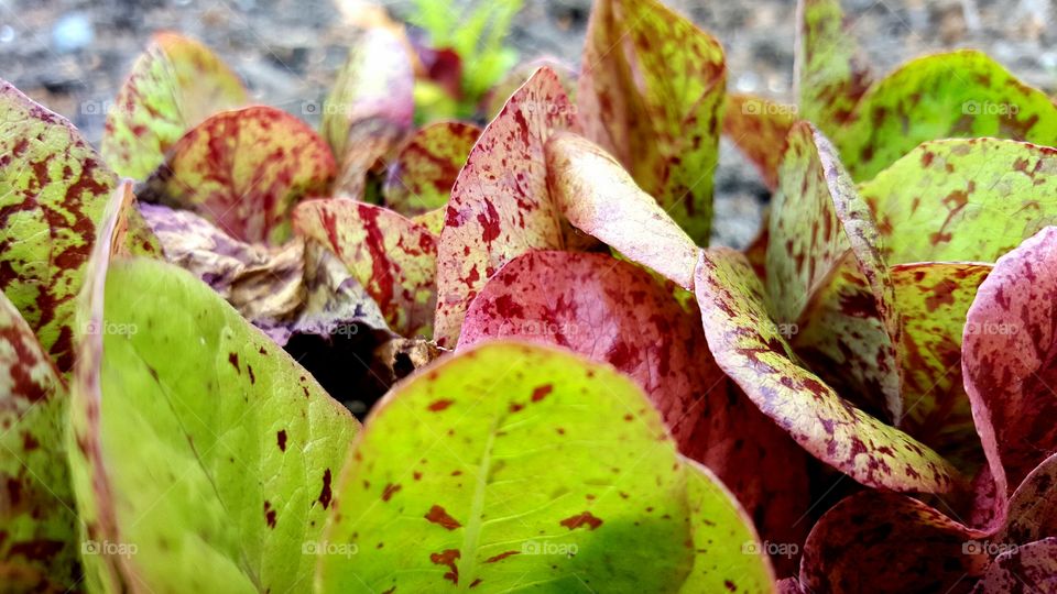 romaine lettuce