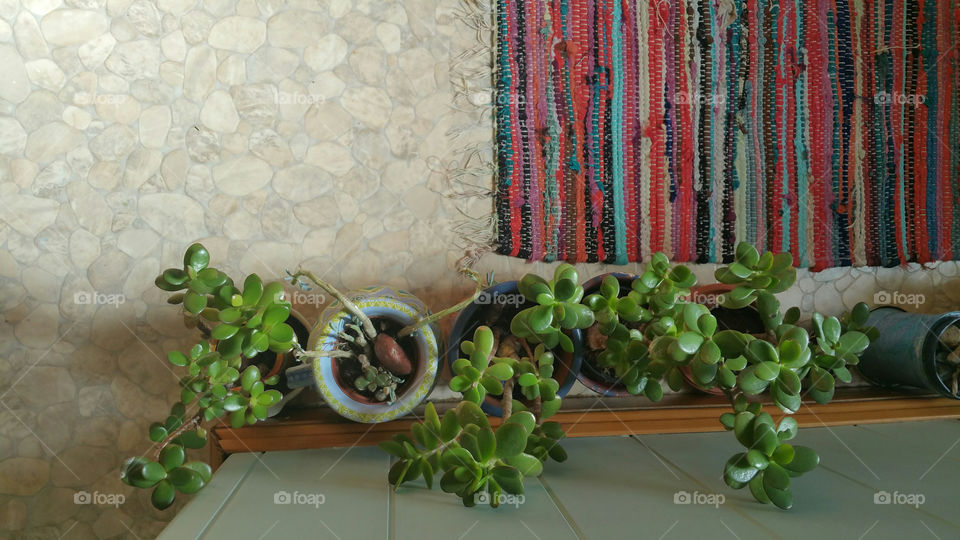 Flowerpots with crassula and a rug