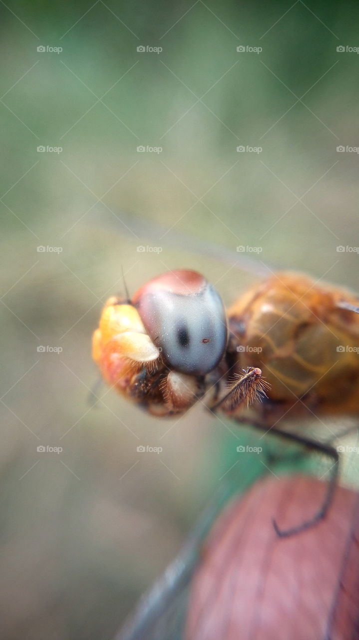the stunning photo of big bug eye close up