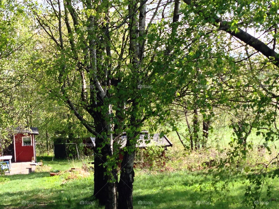 NATURE, TREE,SUMMERHOUSE