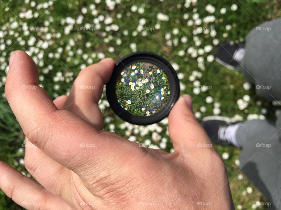 Macro flowers