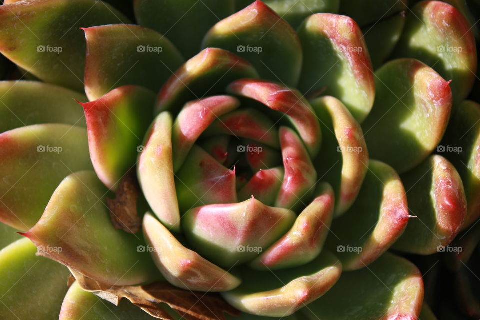 Succulent 