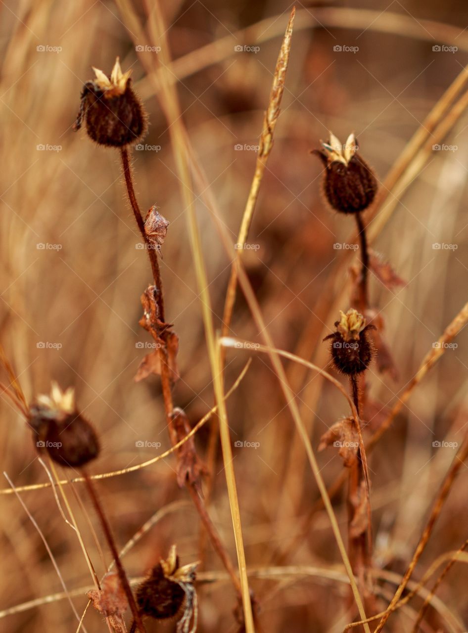 earth tones in Autumn