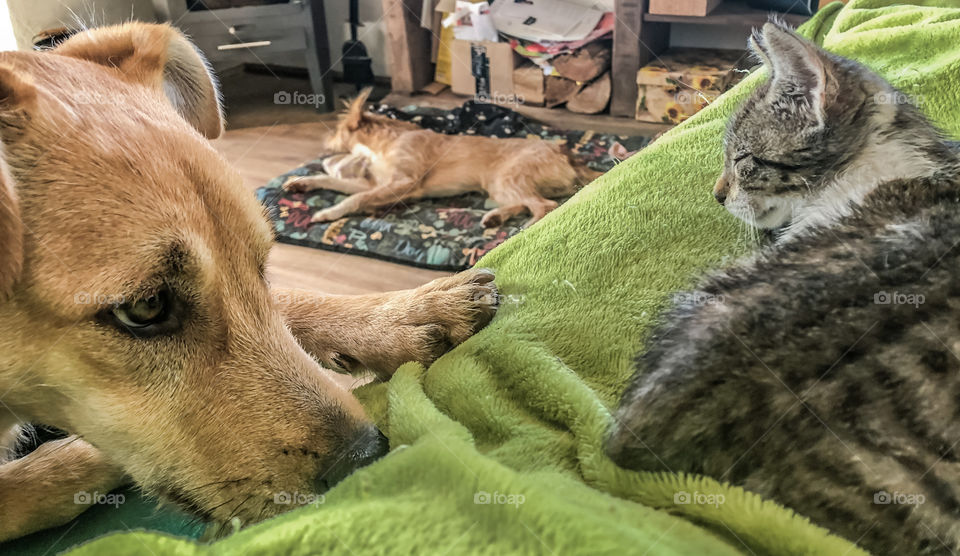 A kitten on my lap and a dog by my side, another dog can be seen asleep on her bed in the background 