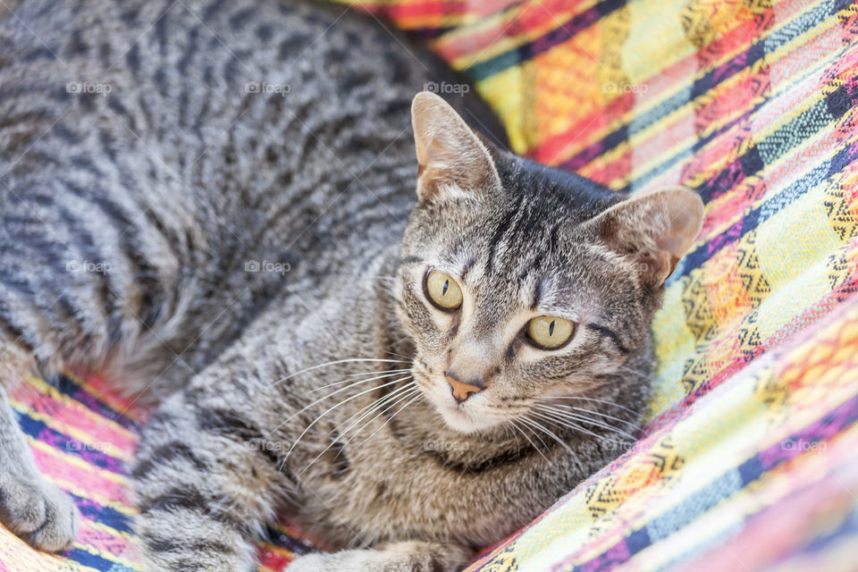 Cute cat in hammock