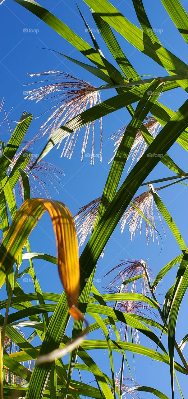 Monster Grass in bloom. Looking up at blooming tall grass against blue sky & sunshine.