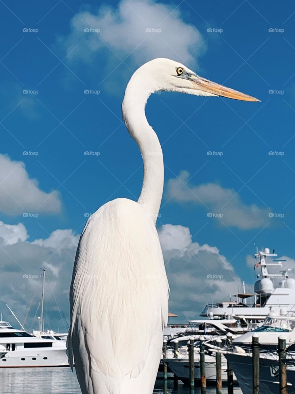 WHITE EGRET