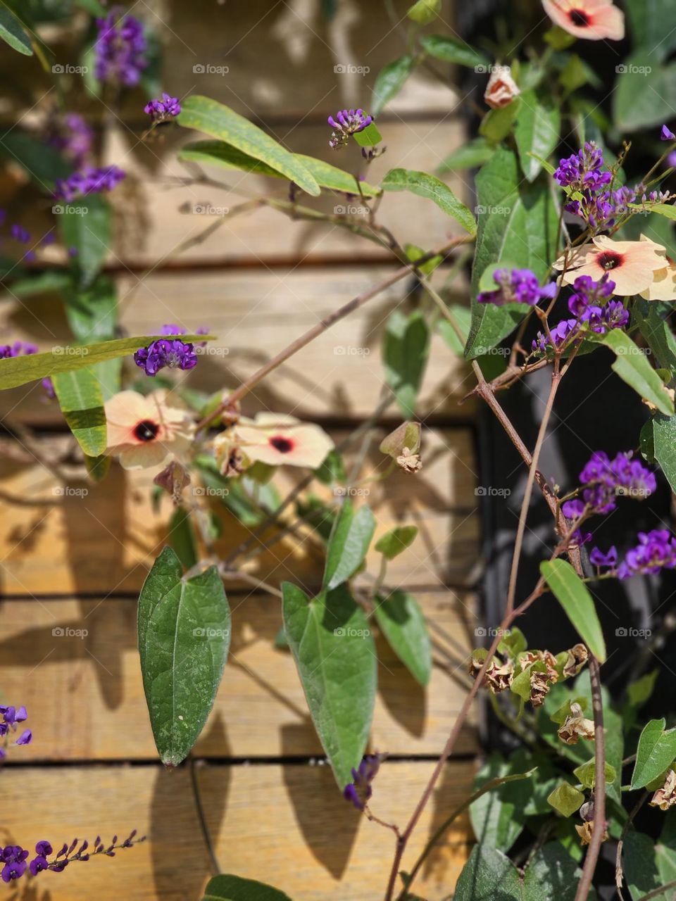 Thumbergia alata, its common name is Black-eyed Susan vine. Beautiful flowers hanging on a wooden wall