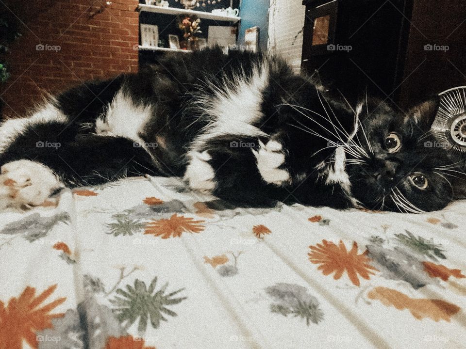 funny little tuxedo cat lying on pretty bed